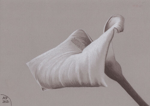 Study of arum lily (two) 0