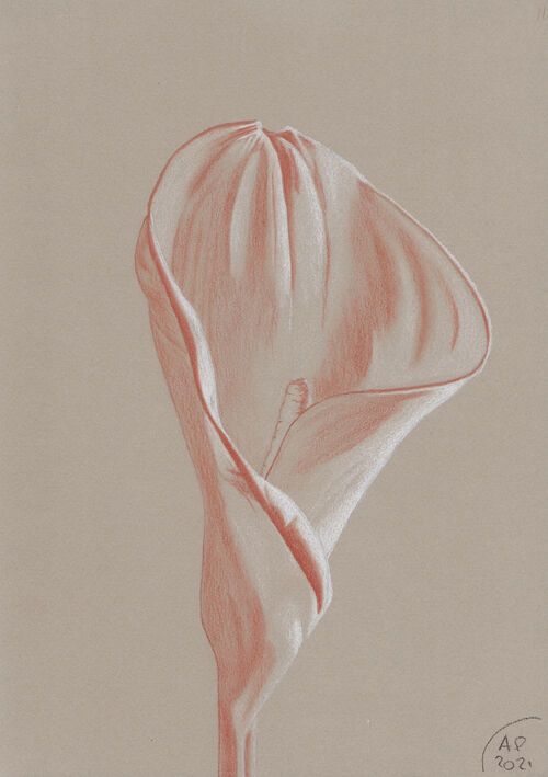 Study of arum lily (one) 0